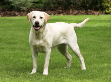 排行榜：10个最乖的狗品种和5个最不听话的狗品种